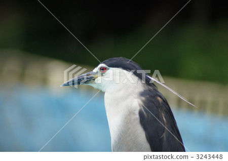 夜鷺 蒼鷺 騙子 3243448