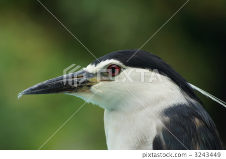 夜鷺 蒼鷺 騙子 3243449