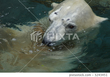 北極熊 熊 天竺寺動物園 3243451