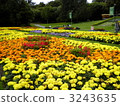 金門公園的花壇 3243635