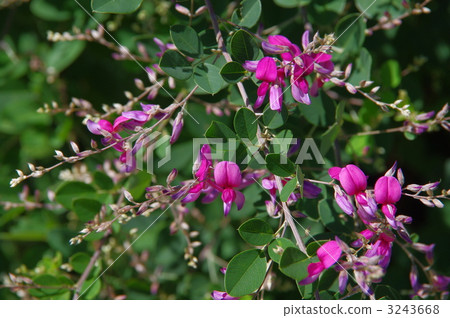H木H花 3243668