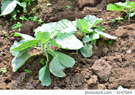 cabbage farm, seeding, cabbage 3247064