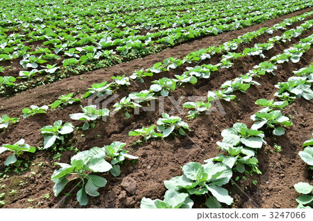cabbage farm, seeding, cabbage 3247066