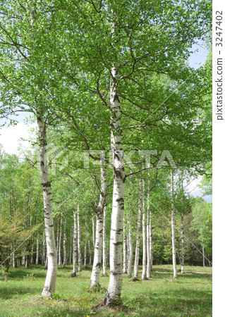 白樺林 白樺林 3247402