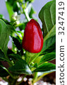 Red pepper 3247419