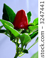 Red pepper 3247441