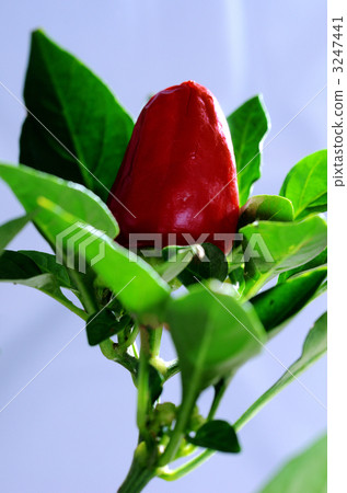 Red pepper 3247441