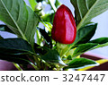 Red pepper 3247447