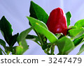 Red pepper 3247479