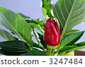 Red pepper 3247484