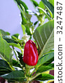 Red pepper 3247487