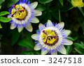 Passionate 3247518