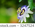 Passionate 3247524
