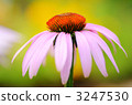 Echinacea purpurea 3247530