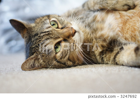 橫臥 躺下 臥 3247692