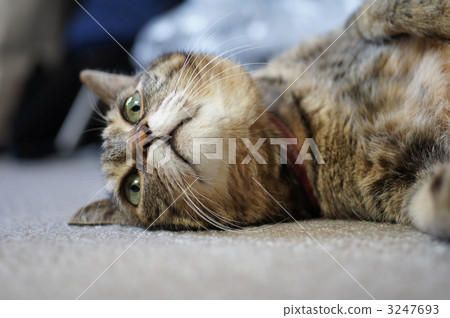 室內 衣領 鬍鬚 3247693