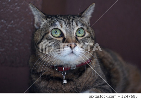 collar, mustache, whisker 3247695