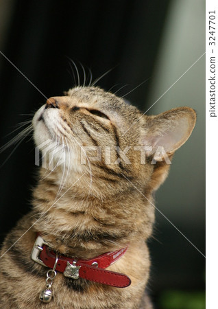 pheasant cats, mustache, whisker 3247701
