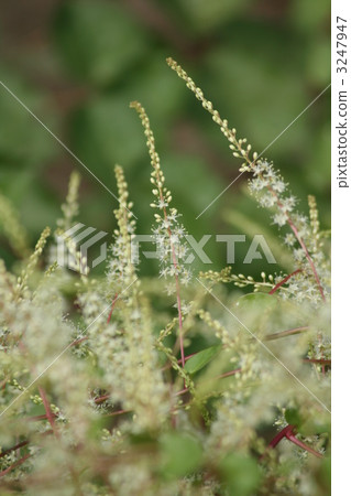 Okawakame Flower 3247947