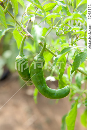 Wanpaku辣椒 3248151