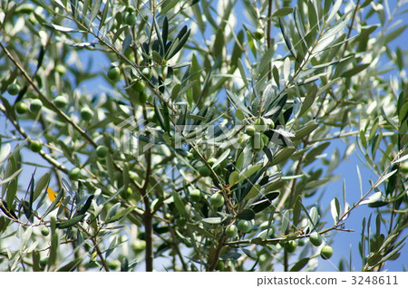 Writing in Olive Kanji and Umera 3248611