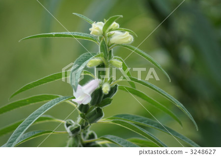 芝麻花和水果 芝麻花和水果 3248627