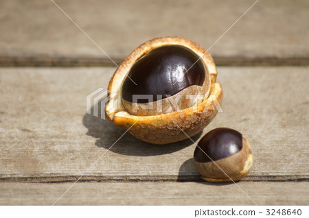 Tochi果實倒下了。 3248640