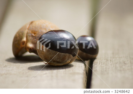 它像Tochi的真正栗子一樣大。 3248642