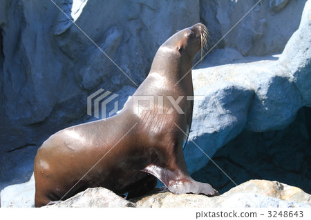 sea animals, harmful animals, blackish brown 3248643