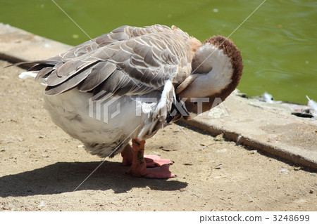 A duck to be groomed A duck to be groomed 3248699