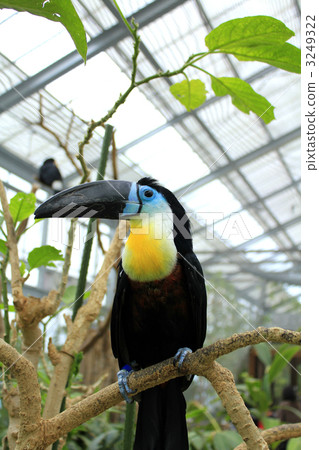 Toucan Toucan 3249322