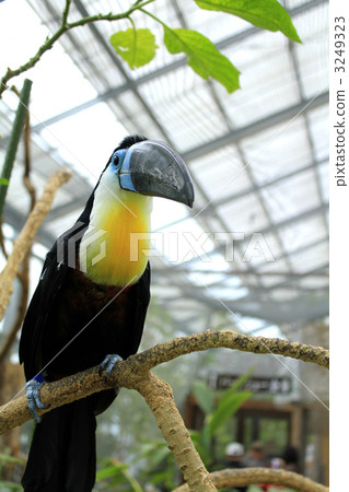 Toucan Toucan 3249323