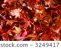 Maple  3249417