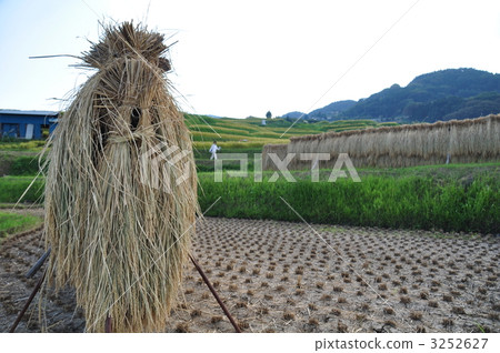 harvest time, harvest scenery, over goby 3252627