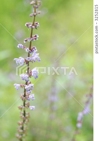 Aquino tamarisu Aquino tamarisu 3252815