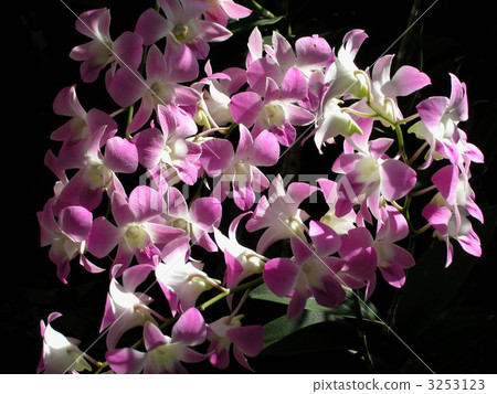 運行植物園 3253123