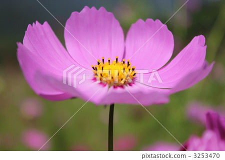 light rainbow, september, cosmos field 3253470
