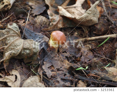Deciduous leaf mushrooms 3253561