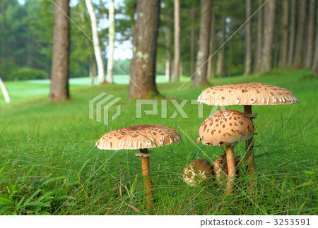 草地 草坪 微生物 3253591