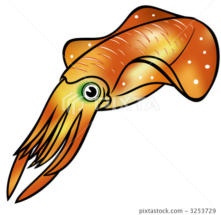 萊氏擬烏賊 橢圓形魷魚 常州億晶 3253729