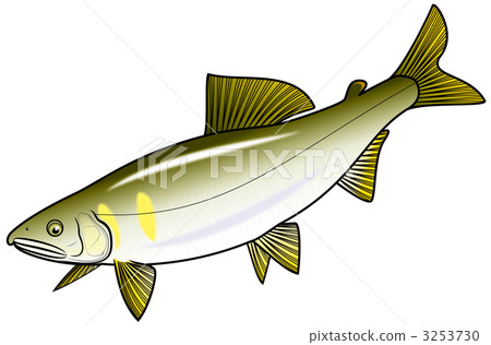 誘餌釣魚 香魚 淡水魚 3253730