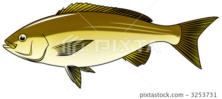 isagi, boat fishing, chicken grunt 3253731