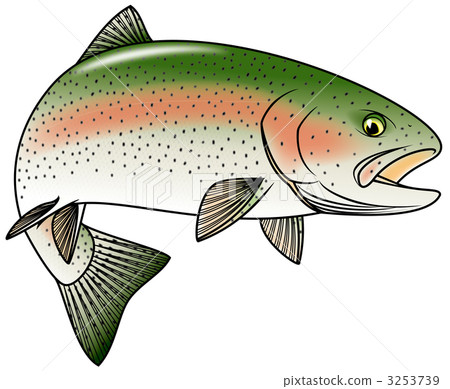 虹鱒魚 用假蠅釣魚 淡水魚 3253739