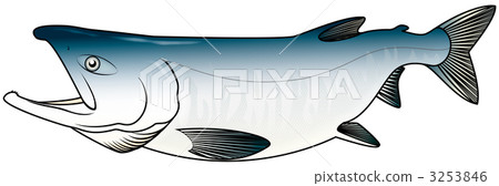 fall flavor, fall salmon, freshwater fish 3253846