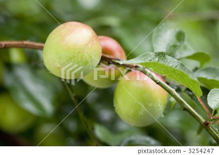 wakayama, fresh-picked, domestic produce 3254247