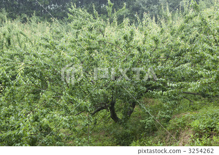 ume, Fruit Tree, orchard tree 3254262