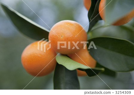 kumquat, cumquat (chinese orange), cumquat 3254309