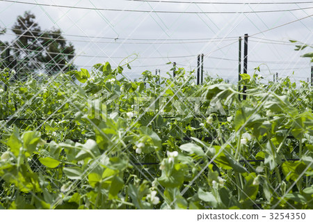 原野 田地 領域 3254350