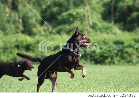 兩個動物 一隻動物 巧克力色 3254352