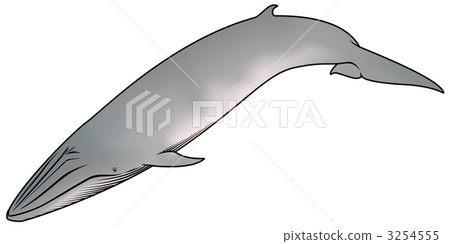 海洋動物 賞鯨 鯨魚 3254555